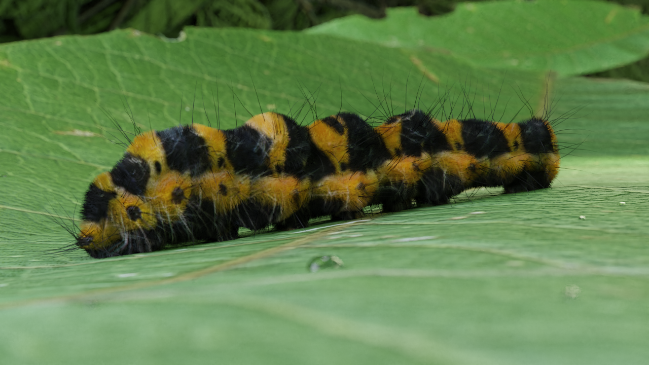 Caterpillar preview image 1